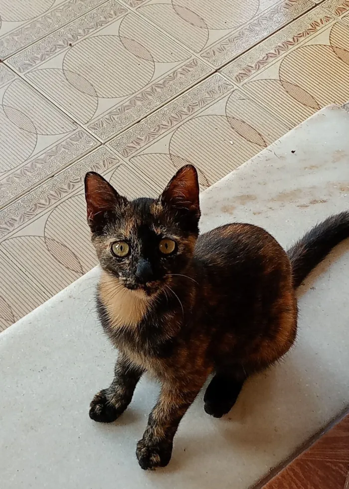 Gato raça SRD-ViraLata idade 2 a 6 meses nome Sem nome