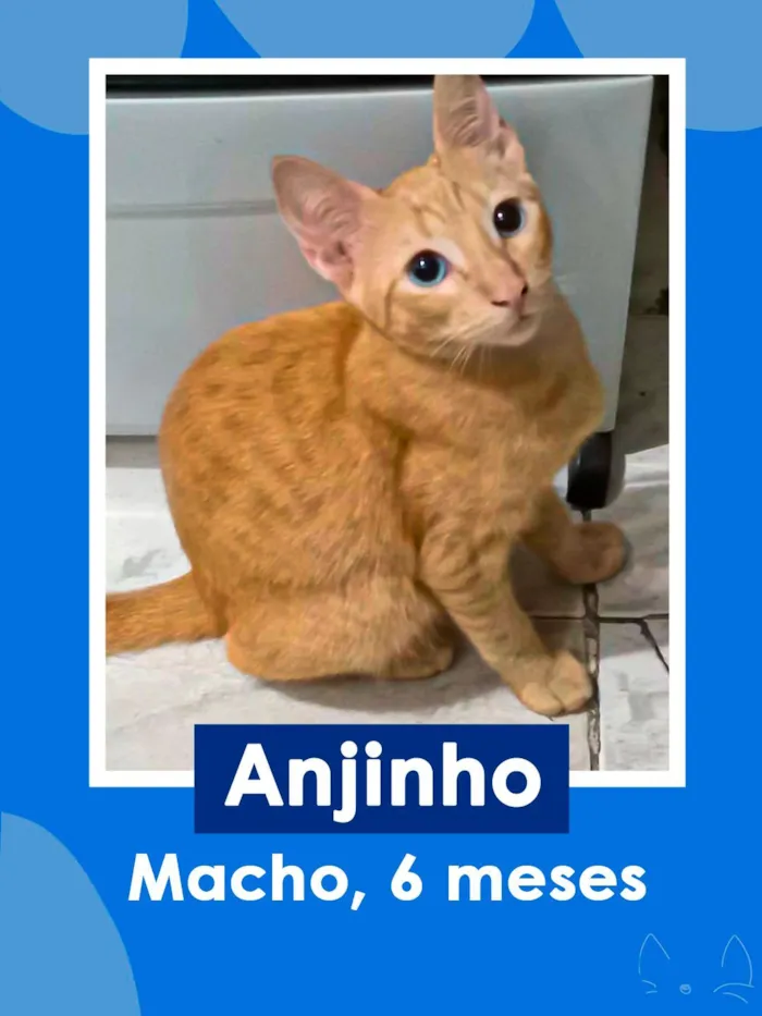 Gato raça SRD-ViraLata idade 2 a 6 meses nome Anjinho