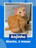 Anjinho