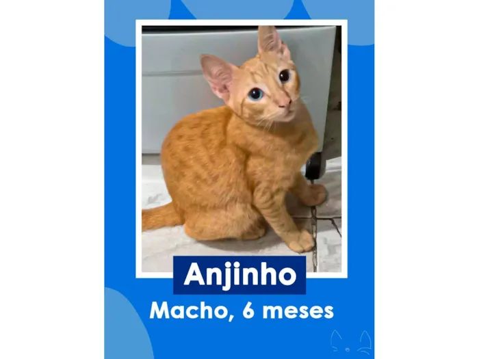 Gato raça SRD-ViraLata idade 2 a 6 meses nome Anjinho