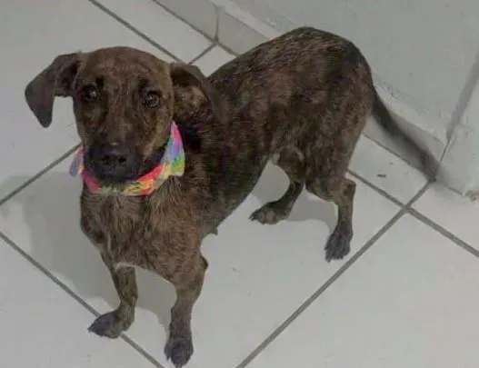 Cachorro raça Basset-Cofap idade 1 ano nome MARY