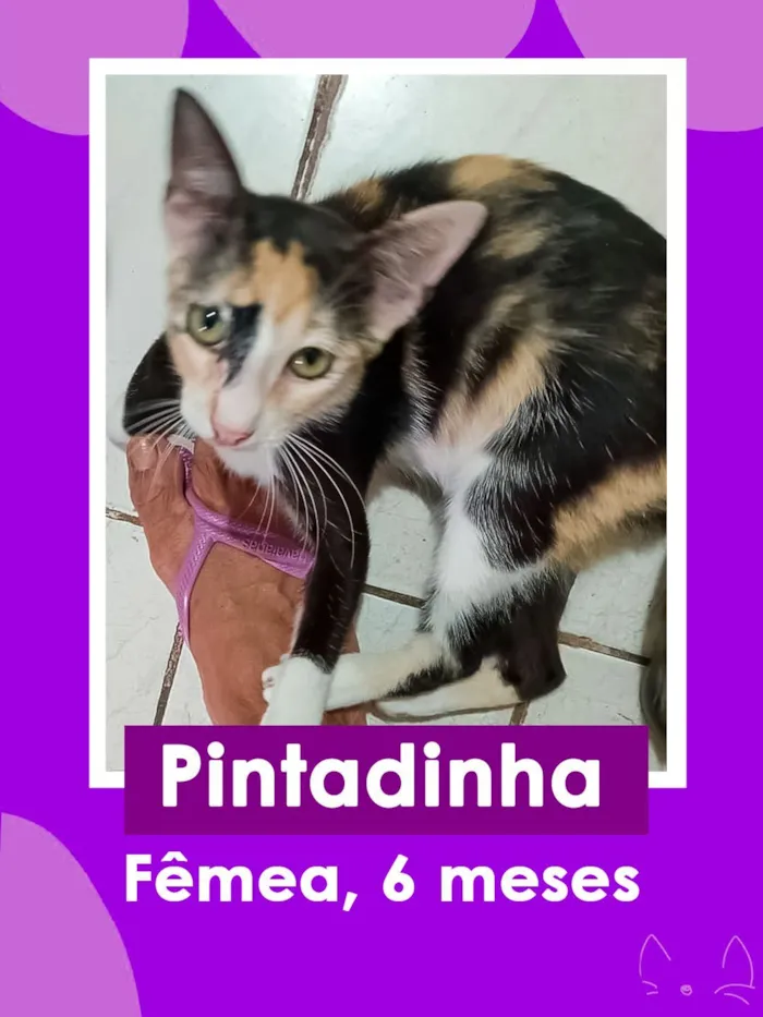 Gato raça SRD-ViraLata idade 2 a 6 meses nome Pintadinha/RJ
