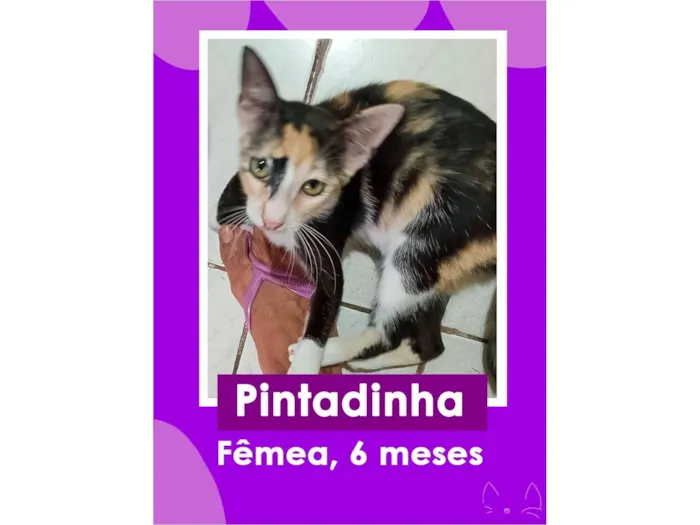 Gato raça SRD-ViraLata idade 2 a 6 meses nome Pintadinha/RJ