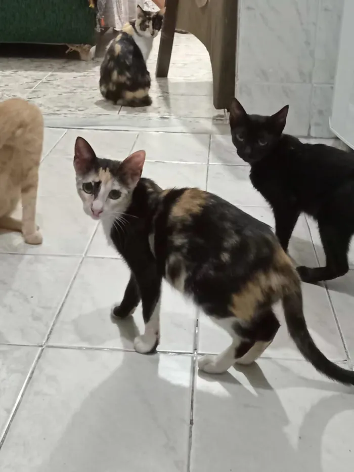 Gato raça SRD-ViraLata idade 2 a 6 meses nome Pintadinha/RJ