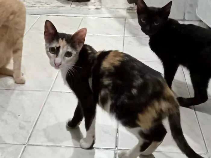 Gato raça SRD-ViraLata idade 2 a 6 meses nome Pintadinha/RJ