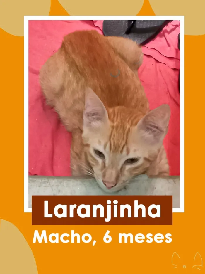 Gato raça SRD-ViraLata idade 2 a 6 meses nome Loirinho