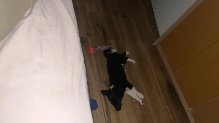 Cachorro raça SRD-ViraLata idade 2 a 6 meses nome Safira