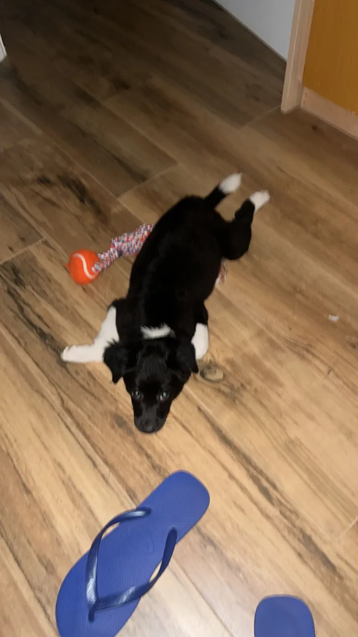 Cachorro raça SRD-ViraLata idade 2 a 6 meses nome Safira