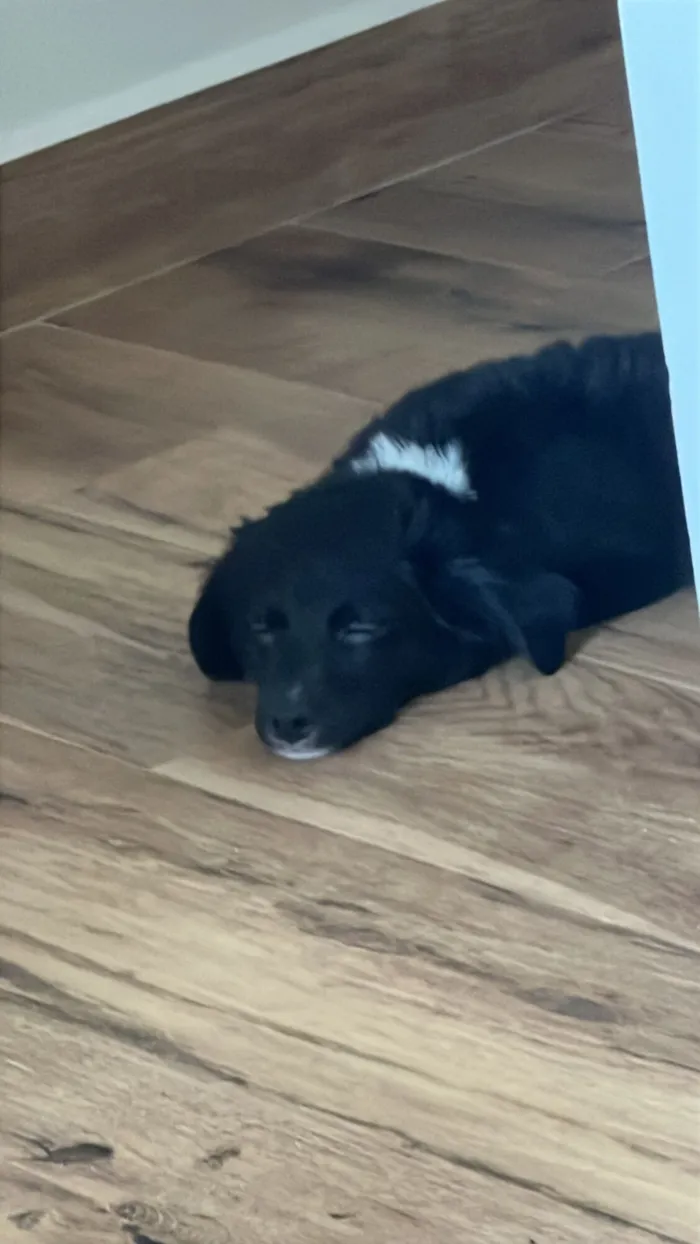 Cachorro raça SRD-ViraLata idade 2 a 6 meses nome Safira