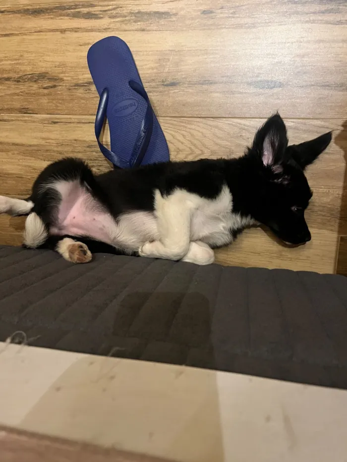 Cachorro raça SRD-ViraLata idade 2 a 6 meses nome Safira