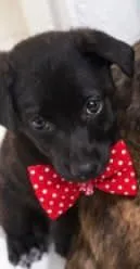 Cachorro raça Basset-Cofap idade 2 a 6 meses nome BLACKIZINHO