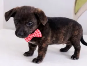 Cachorro raça Basset-Cofap idade 2 a 6 meses nome BLACKIZINHO