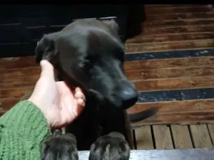 Cachorro raça SRD-ViraLata idade 2 anos nome amora 