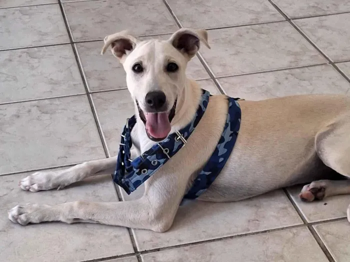 Cachorro raça SRD-ViraLata idade 2 a 6 meses nome Lilo 