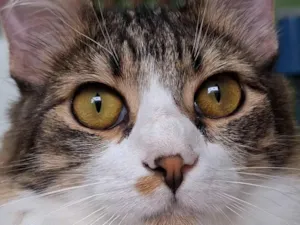 Gato raça SRD-ViraLata idade 7 a 11 meses nome Nicholas 