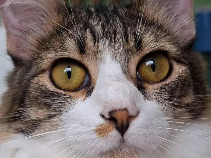 Gato raça SRD-ViraLata idade 7 a 11 meses nome Nicholas 