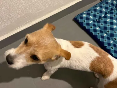 Cachorro raça SRD-ViraLata idade 2 anos nome Darius