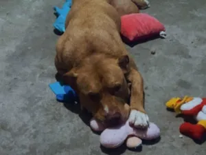 Cachorro raça Pit-Bull idade 3 anos nome Zeca e Beethoven