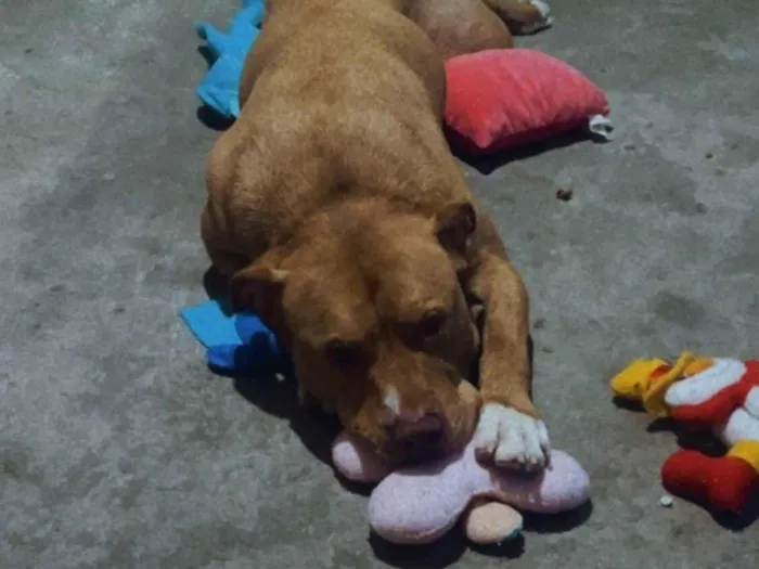Cachorro raça Pit-Bull idade 3 anos nome Zeca e Beethoven