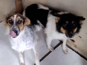 Cachorro raça SRD-ViraLata idade 2 a 6 meses nome doação de 2 cadeljnhas 