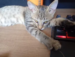 Gato raça SRD-ViraLata idade 2 a 6 meses nome Emi