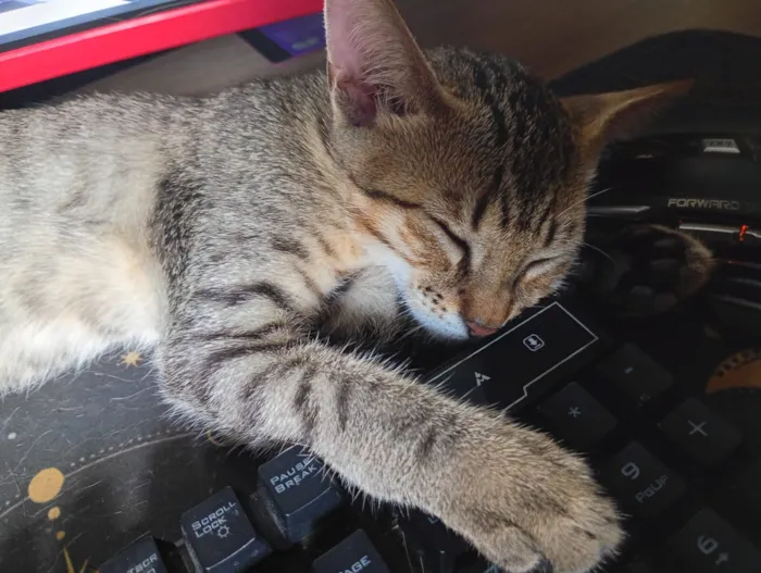 Gato raça SRD-ViraLata idade 2 a 6 meses nome Emi