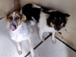 Cachorro raça SRD-ViraLata idade 2 a 6 meses nome doação de 2 cadeljnhas 