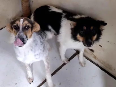 Cachorro raça SRD-ViraLata idade 2 a 6 meses nome doação de 2 cadeljnhas 