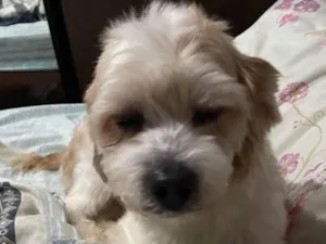 Cachorro raça SRD-ViraLata idade 4 anos nome Marshall