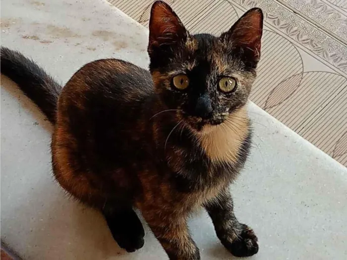 Gato raça SRD-ViraLata idade 2 a 6 meses nome Sem nome