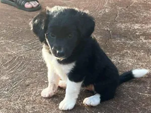 Cachorro raça SRD-ViraLata idade 2 a 6 meses nome Safira