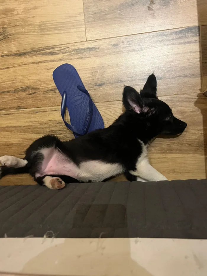 Cachorro raça SRD-ViraLata idade 2 a 6 meses nome Safira