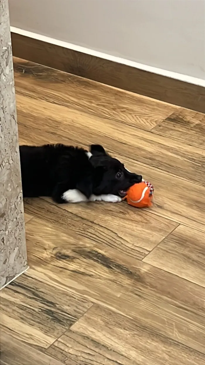 Cachorro raça SRD-ViraLata idade 2 a 6 meses nome Safira