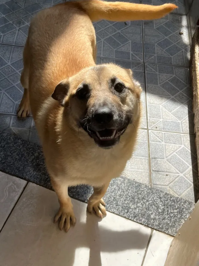 Cachorro raça SRD-ViraLata idade 1 ano nome Pandora