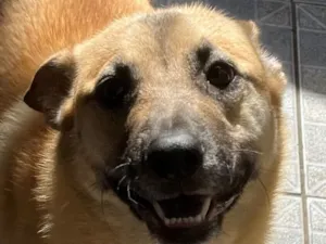 Cachorro raça SRD-ViraLata idade 1 ano nome Pandora