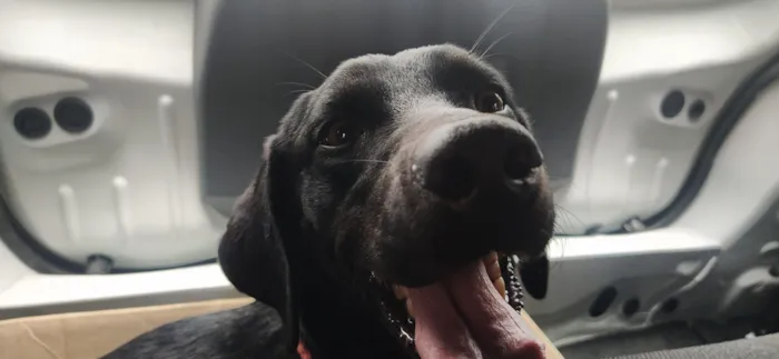 Cachorro raça SRD-ViraLata idade 4 anos nome King