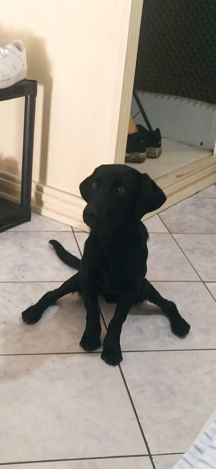 Cachorro raça SRD-ViraLata idade 4 anos nome King