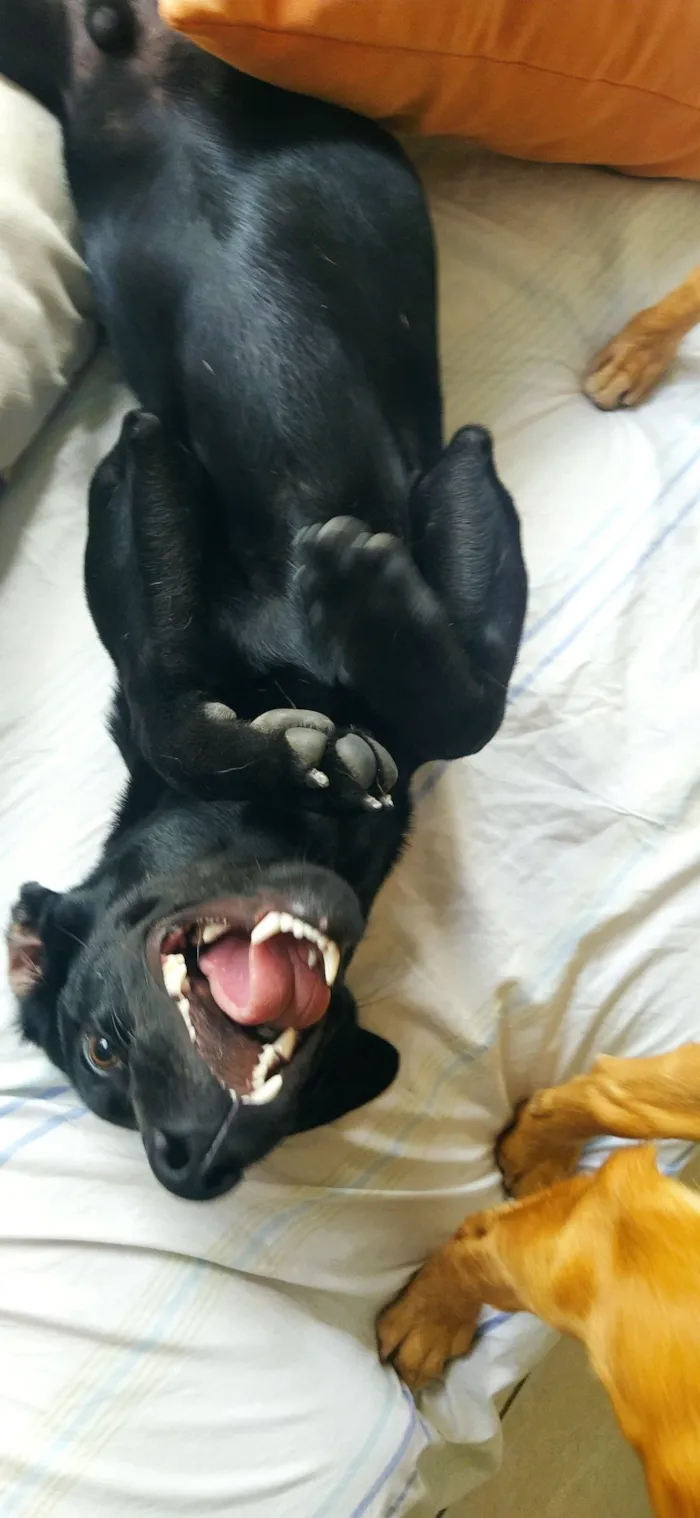 Cachorro raça SRD-ViraLata idade 4 anos nome King