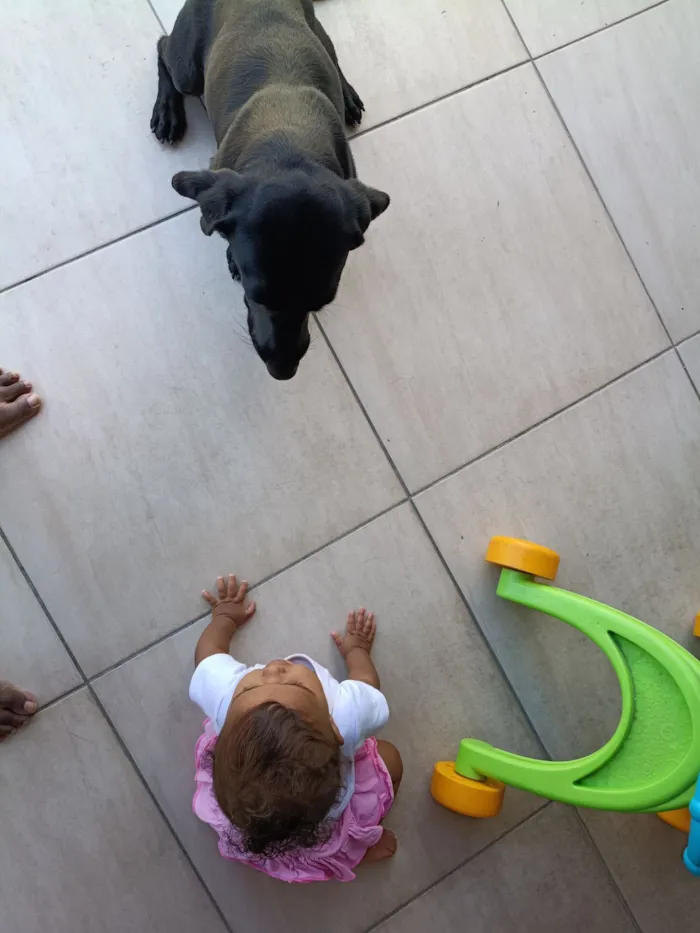 Cachorro raça SRD-ViraLata idade 4 anos nome King