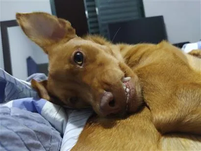 Cachorro raça SRD-ViraLata idade 6 ou mais anos nome Diana