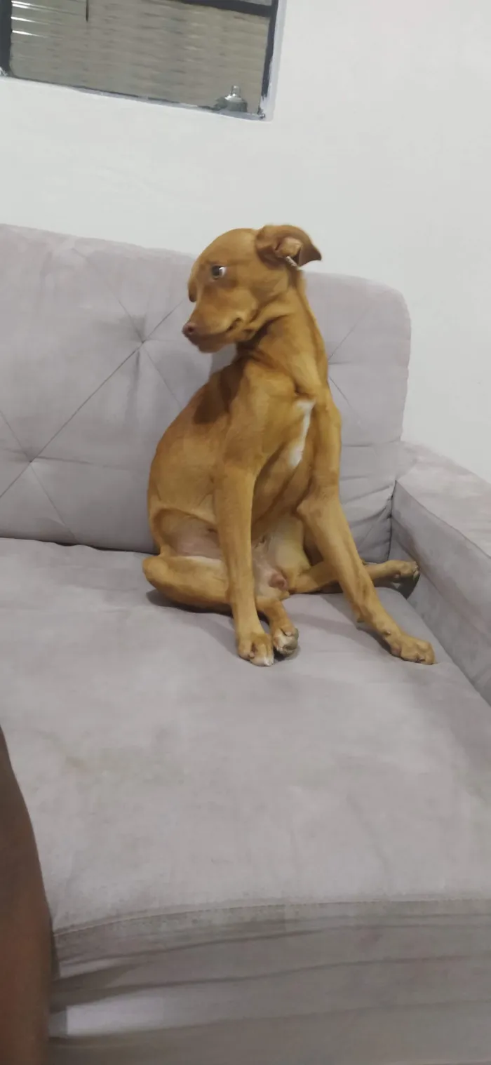 Cachorro raça SRD-ViraLata idade 6 ou mais anos nome Diana