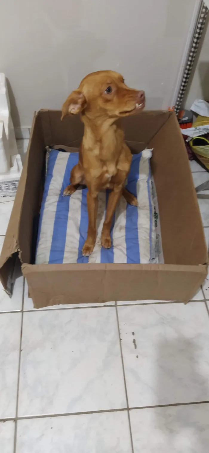 Cachorro raça SRD-ViraLata idade 6 ou mais anos nome Diana