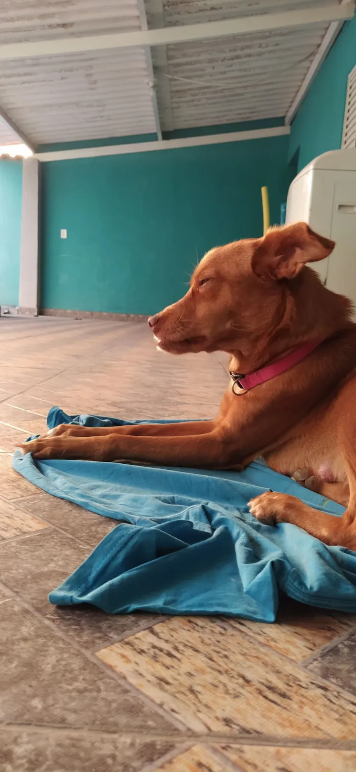 Cachorro raça SRD-ViraLata idade 6 ou mais anos nome Diana