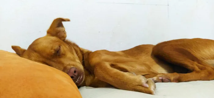 Cachorro raça SRD-ViraLata idade 6 ou mais anos nome Diana