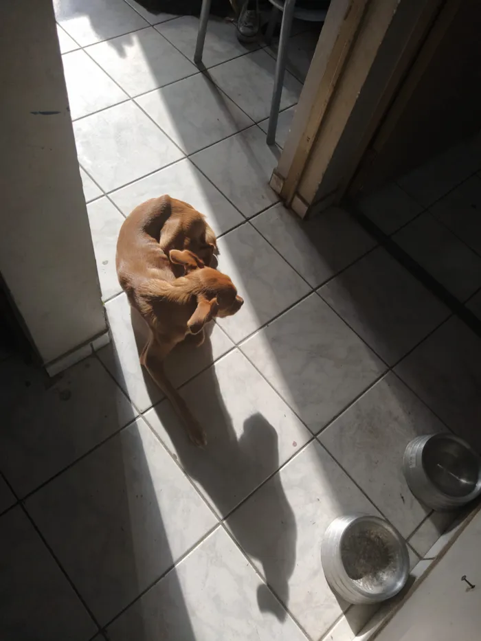 Cachorro raça SRD-ViraLata idade 6 ou mais anos nome Diana