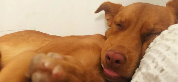 Cachorro raça SRD-ViraLata idade 6 ou mais anos nome Diana