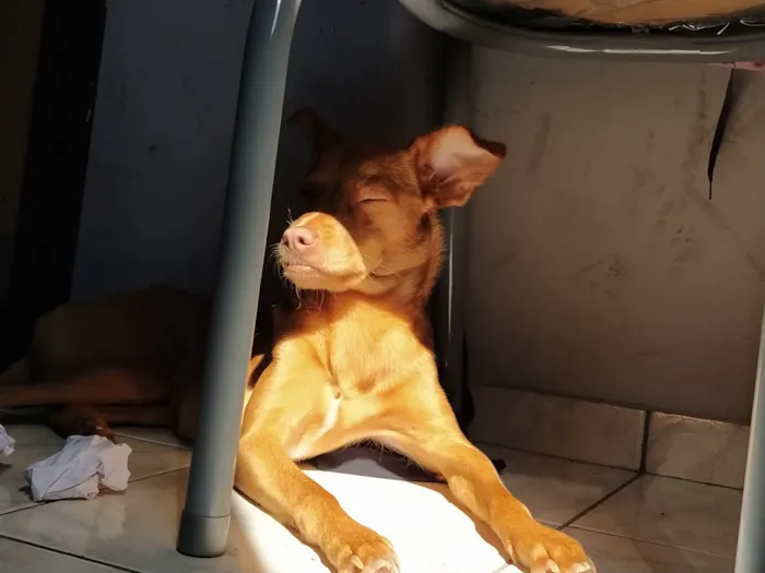 Cachorro raça SRD-ViraLata idade 6 ou mais anos nome Diana