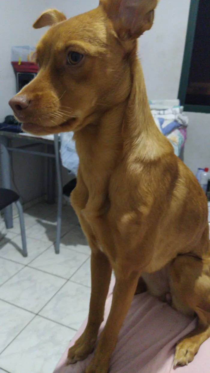 Cachorro raça SRD-ViraLata idade 6 ou mais anos nome Diana