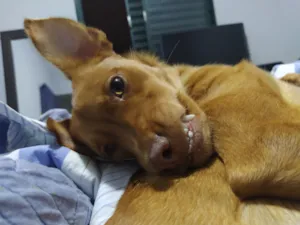Cachorro raça SRD-ViraLata idade 6 ou mais anos nome Diana