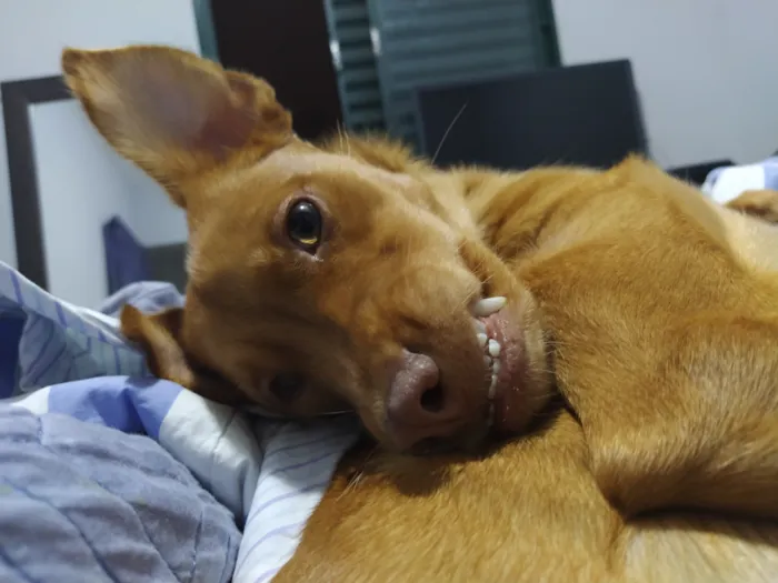 Cachorro raça SRD-ViraLata idade 6 ou mais anos nome Diana